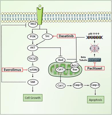 Utility of a Novel Three-Dimensional and Dynamic (3DD) Cell Culture System for PK/PD Studies: Evaluation of a Triple Combination Therapy at Overcoming Anti-HER2 Treatment Resistance in Breast Cancer